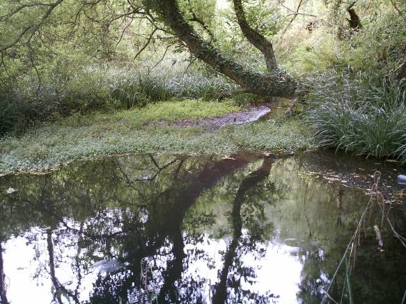 Charca de Río Sandeo, 2006
