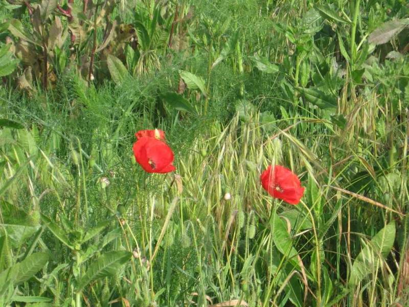 DeRedesAStaCatalina30Maio09104