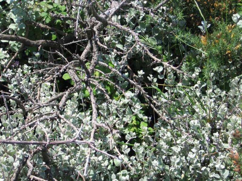 DeRedesAStaCatalina30Maio09171