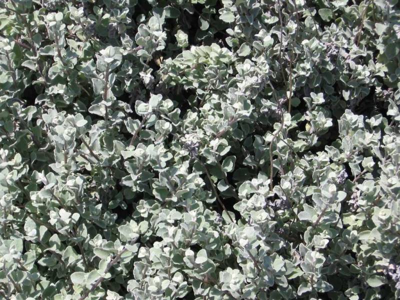 DeRedesAStaCatalina30Maio09172