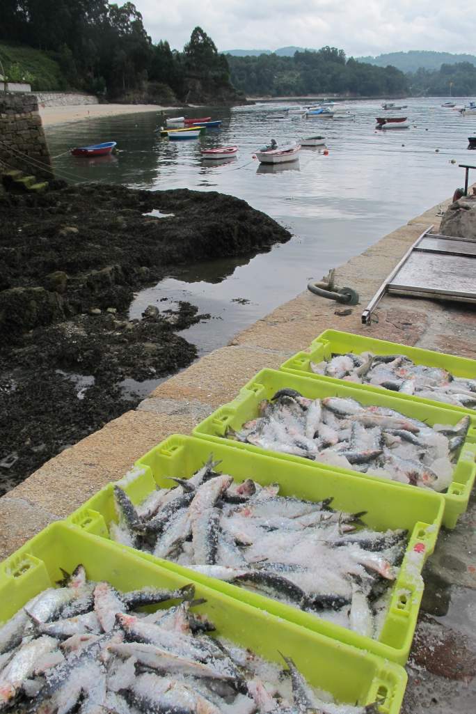 Festa da Cabria 2014 101