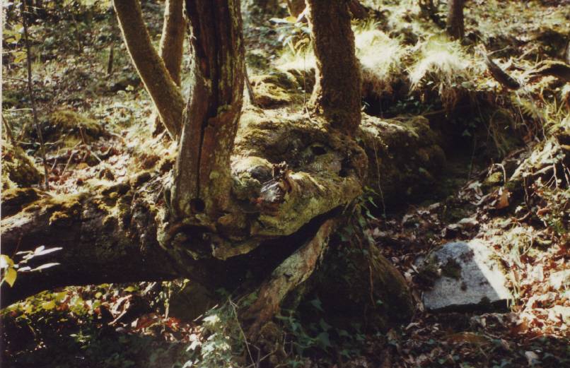 A Capela. As formas da Fraga