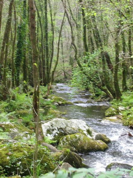 A Capela. Fragas do Eume