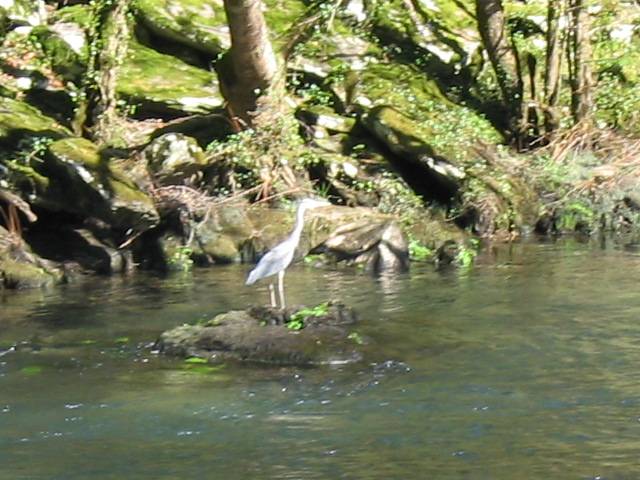 Garza nas Fragas do Eume