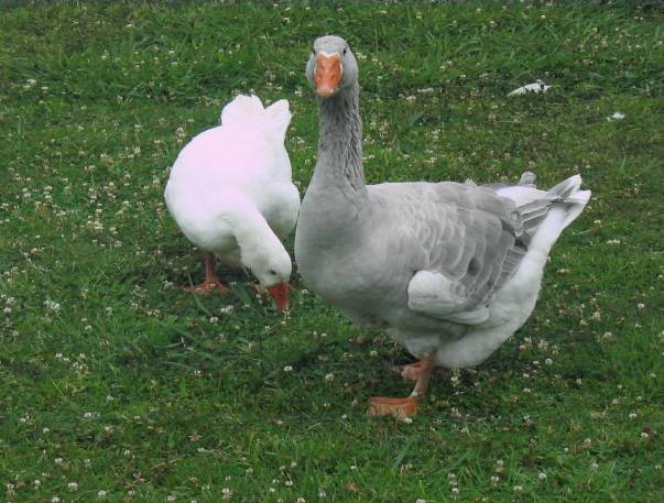 Entorno Río Grande de Xuvia