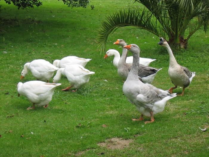 Entorno do Río Grande de Xuvia