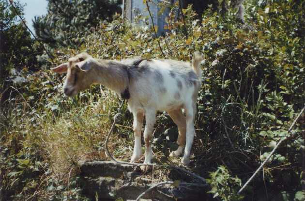 Camiño de San Andrés
