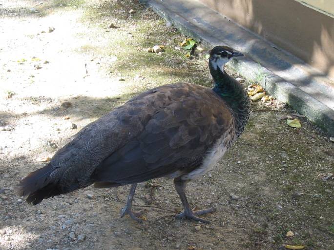 Parque Raiña Sofía