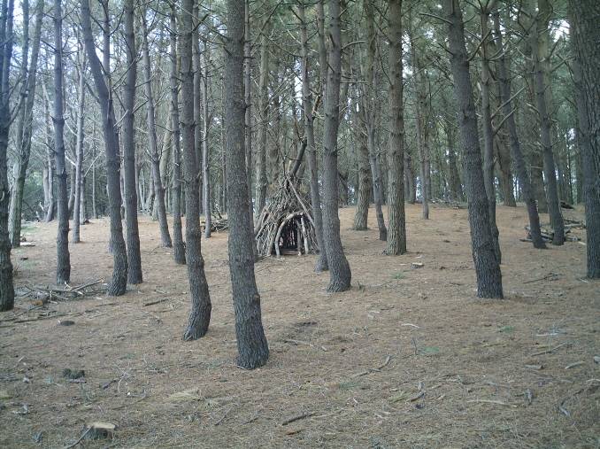 Piñeiral de Doniños