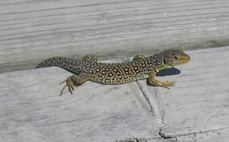 Doniños. Fauna salvaxe