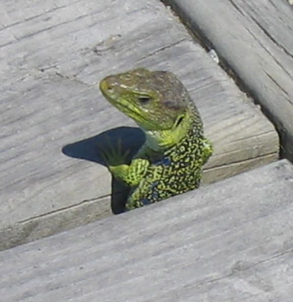 Doniños. Fauna salvaxe