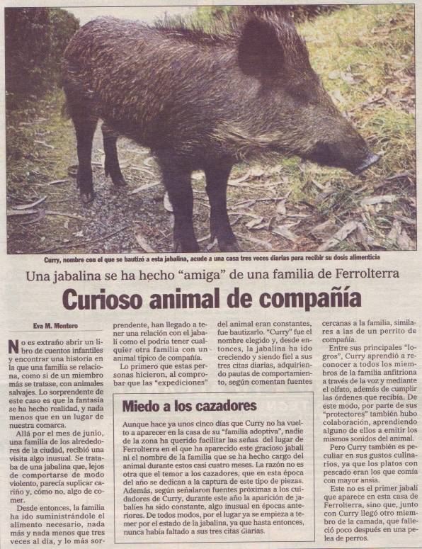 Curry, a porquiña valente