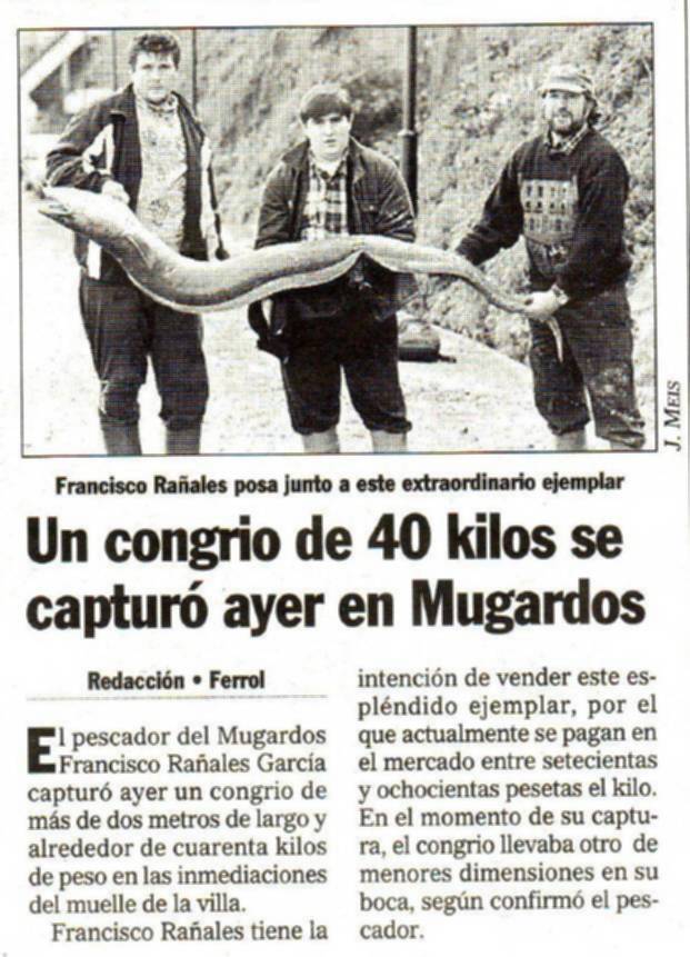 Coarenta quilos de congrio