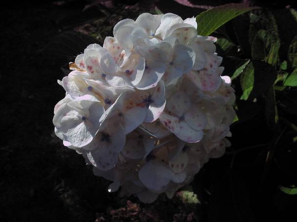Frores de Caamouco: Hortensia