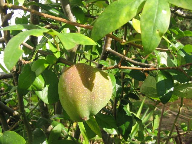 Froitos de Caamouco: mazá