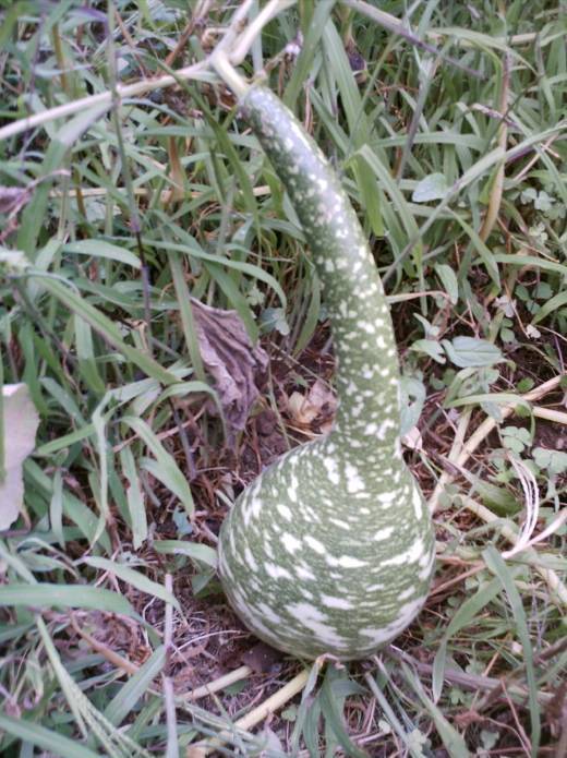 Cabazas do Curbeiro, 2007