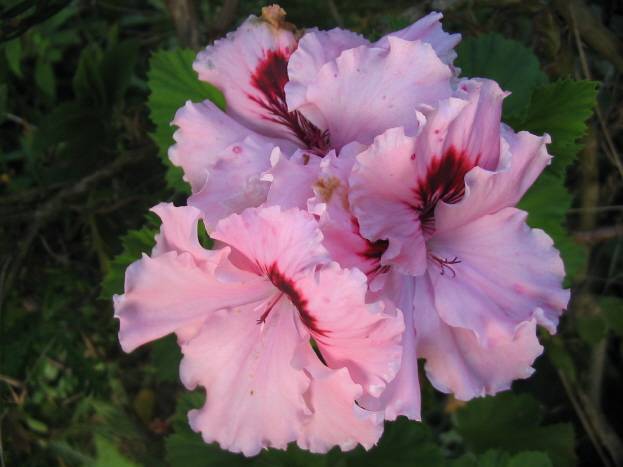 Frores de Caamouco: xeranio