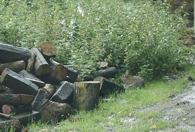 Rodelas. Fauna Salvaxe