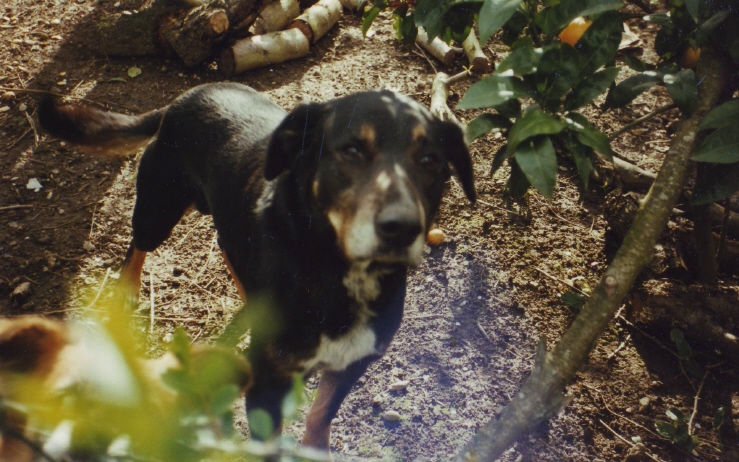 Canciño do Curbeiro