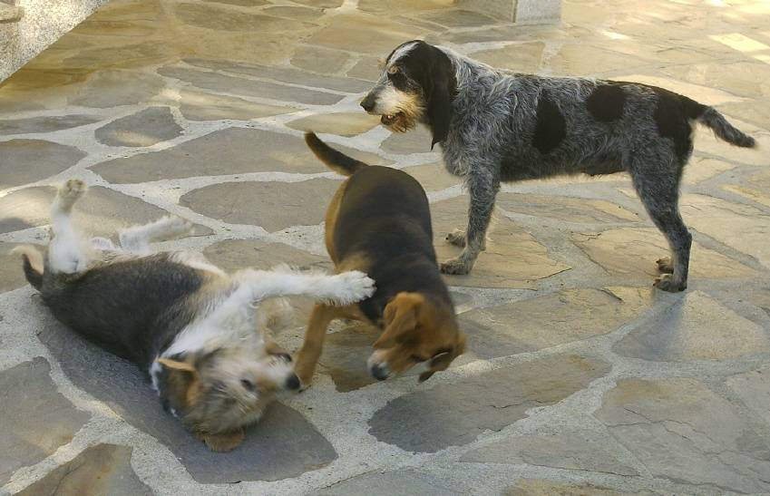 Cans do Curbeiro (Aquilino)