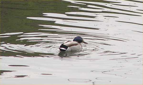 Agasallo da natureza