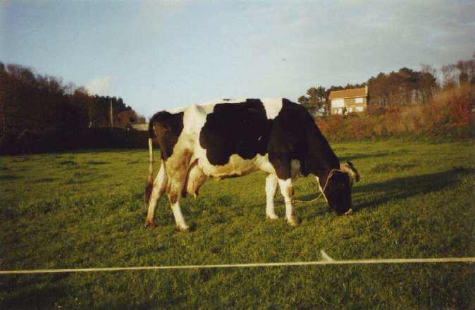 Unha suiza en Ixobre