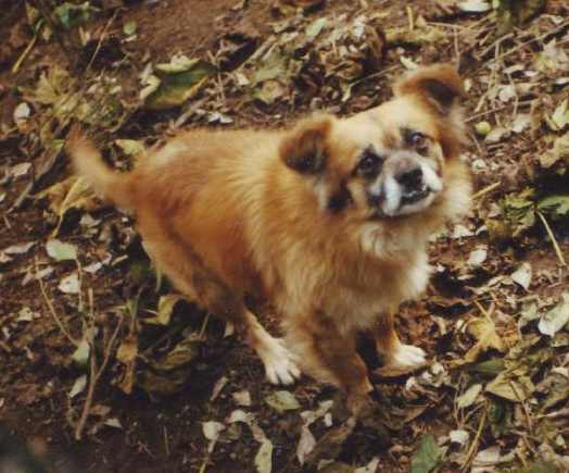 Canciño do Curbeiro