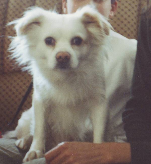 Canciño no Curbeiro