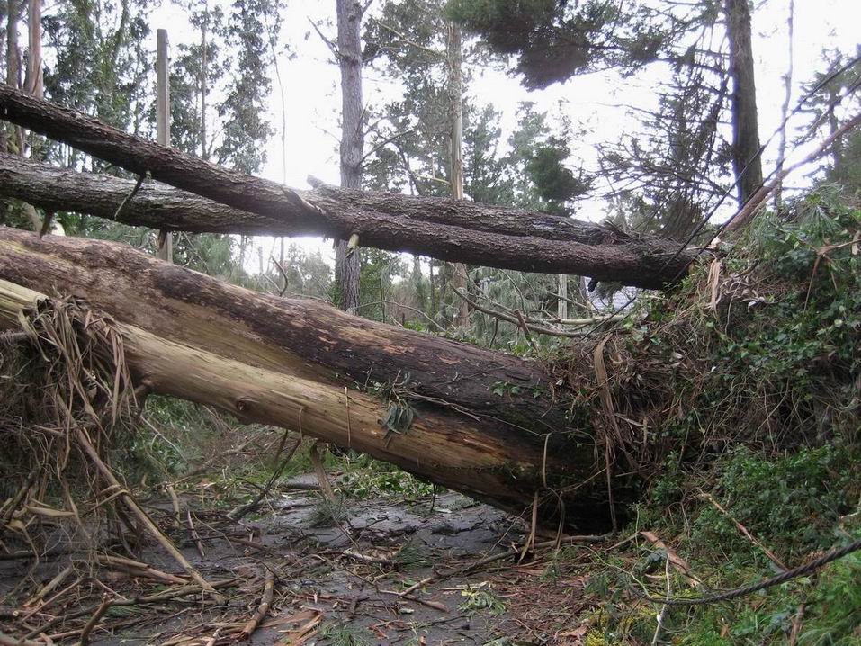 O raso 14 arbores polo chan