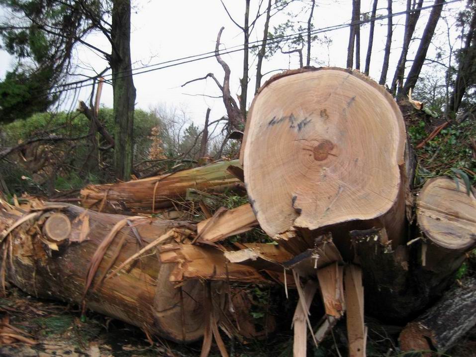 Eucalipto no raso, tiveron que movelo con maquinaria